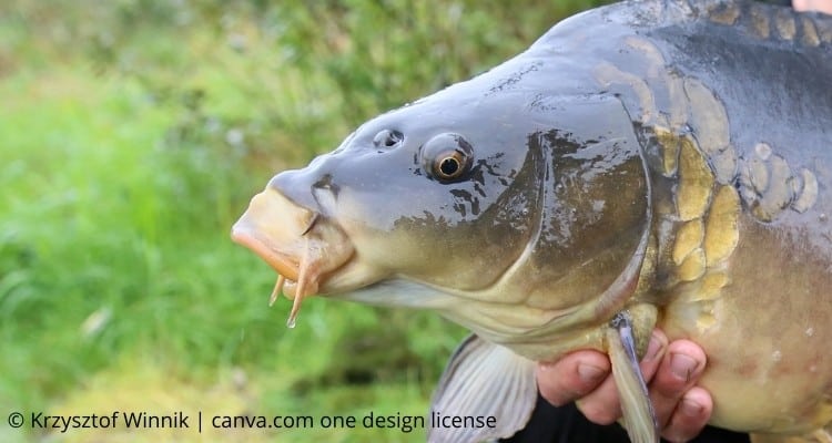 9 Tipps für das Karpfenangeln an überfischten Gewässern